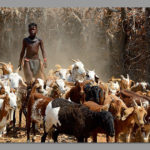 Livestock traveling long distances for water