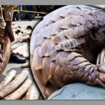 Two more ivory smugglers arrested in Walvis Bay