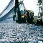 Fishing season starts with a reduced lobster quota
