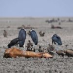 Drought has killed more than 88 000 livestock
