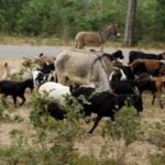 Goat thief arrested
