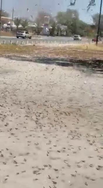 Locust swarm envelopes the Zambezi Region
