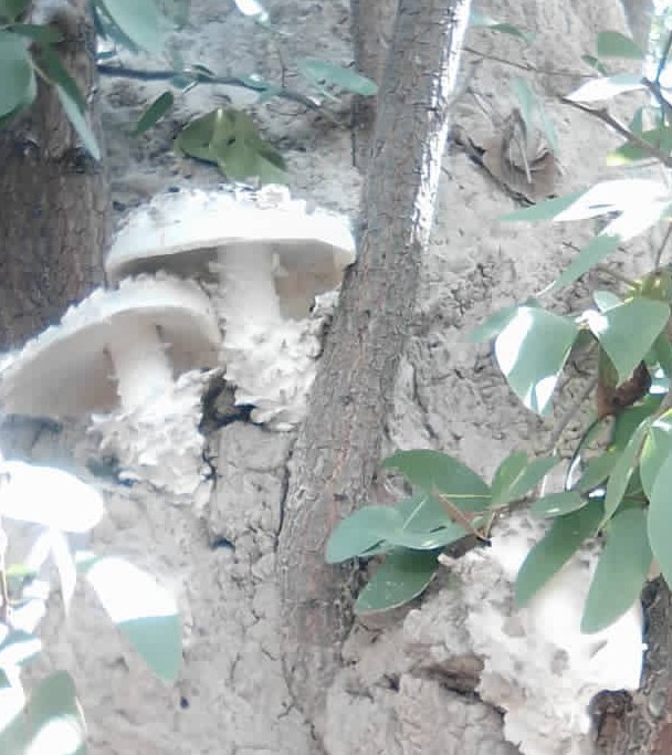 Church visitor discovers wild mushrooms