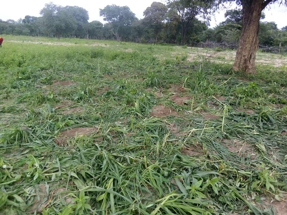 Elephants scares villagers
