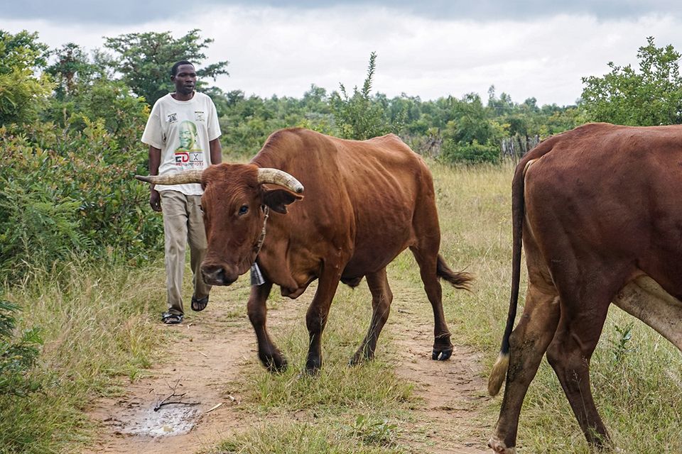 FMD spreads to four more regions