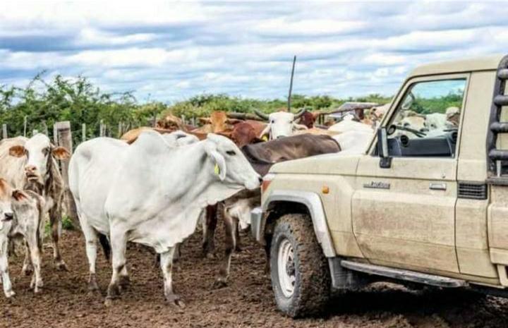 Farmers recovery auction prices cattle farming operations livestock production