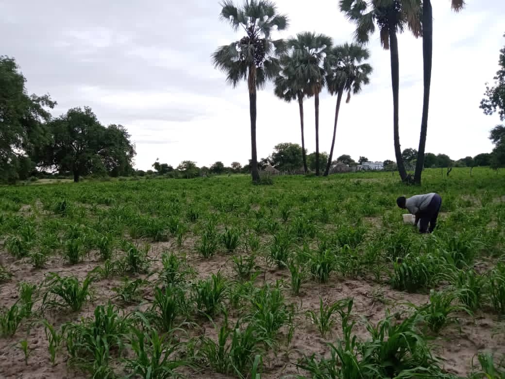 Farmers see signs of a bumper harvest
