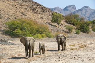 Habitat at the heart of conservation