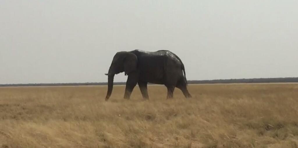 Problematic elephants to be auctioned