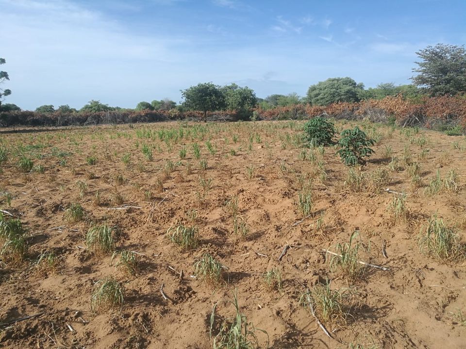Crops drying up