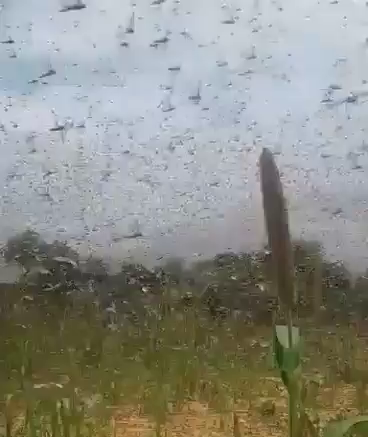 FAO donates resources to battle locusts