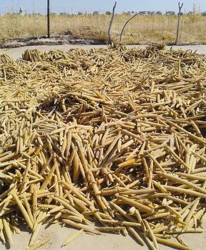 Winter farmers Northern Namibia harvest crops good rainy season
