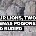 Four lions, two hyenas poisoned and buried