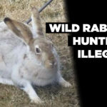 Wild rabbit hunting illegal