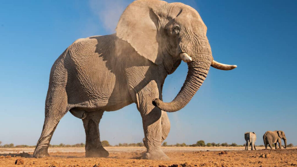 death Uamunika Mburura trampled death elephant