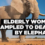 Elderly woman trampled to death by elephant