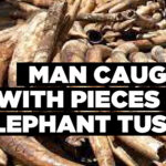 Man caught with pieces of elephant tusks