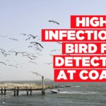 Highly infectious bird flu detected at coast