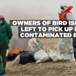Owners of Bird Island left to pick up dead contaminated birds