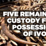 Five remain in custody for possession of ivory