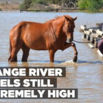 Orange River levels still extremely high