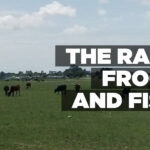 The rain, frogs and fish