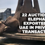 22 auctioned elephants exported to UAE in private transaction