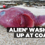Alien’ washed up at coast