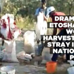 Drama in Etosha as worm harvesters stray into national park