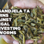 Ongandjela TA warns against illegal harvesting of worms