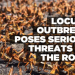 Locust outbreak poses serious threats on the road