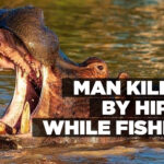 Man killed by hippo while fishing