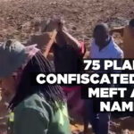 75 planks confiscated by MEFT and NamPol