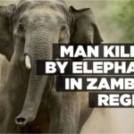Man killed by Elephant in Zambezi Region