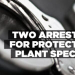 Two arrested for protected plant species