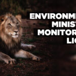 Environment ministry monitoring lions