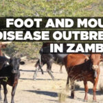 Foot and mouth disease outbreak in Zambezi