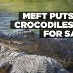 MEFT puts 40 crocodiles up for sale