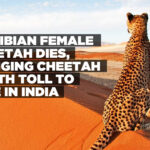 Namibian female Cheetah dies, bringing cheetah death toll to nine in India