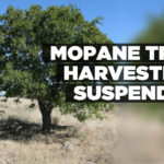 Mopane tree harvesting suspended