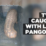 Two caught with live pangolin