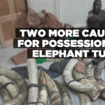 Two more caught for possession of elephant tusks