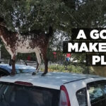A GOAT MAKES A PLAN