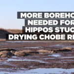 More boreholes needed for 130 hippos stuck in drying Chobe River