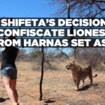 Shifeta’s decision to confiscate lionesses from Harnas set aside