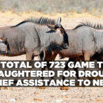 Total of 723 game to be slaughtered for drought relief assistance to needy