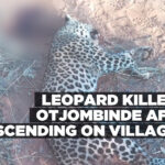 Leopard killed in Otjombinde after descending on villagers