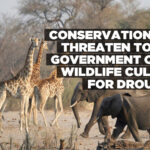 Conservationists threaten to sue government over wildlife culling for drought