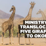 Ministry to translocate five giraffes to Okongo