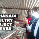 Onhanadi poultry project thrives